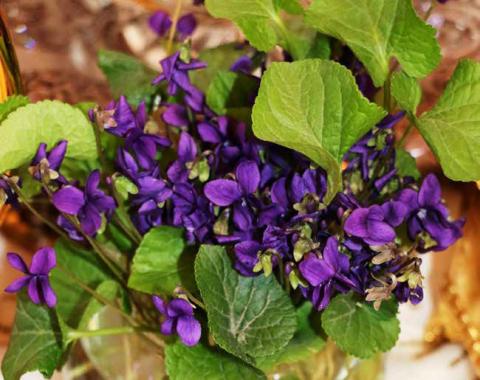 Цветы весны