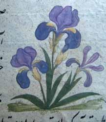 Violet from 17th century manuscript of “Iktiyarati-Bad’i” by Ali Ibn Huseyn Ansari (Zeynalabdin Attar). Collection of the Institute of Manuscripts of ANAS.