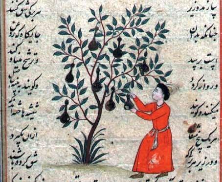 Picture of a pharmacist collecting fruit from the Balm Tree. Miniature from the manuscript of “Iktiyarati-Bad’i” by Ali Ibn Huseyn Ansari (Zeynalabdin Attar). Collection of the Institute of Manuscripts of ANAS.